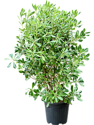 Easy-Care Japanese Mock Orange Pittosporum tobira (120-140) Tall Indoor House Plants Trees
