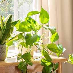 Lush Heart-Leaf Philodendron scandens Indoor House Plants