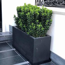 IDEALIST Lite Contemporary Light Concrete Trough Planter