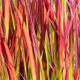 Colorful Japanese Blood Grass Imperata cylindrica 'Red Baron' Indoor House Plants