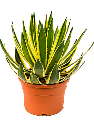 Cheerful Striped Agave lopantha Indoor House Plants