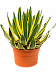 Cheerful Striped Agave lopantha Indoor House Plants