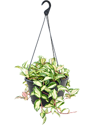 Shade-loving Wax Plant Hoya carnosa 'Tricolor' Indoor House Plants