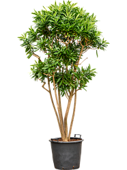 Colorful Pleomele (Dracaena) reflexa 'Song of Sri Lanka' Tall Indoor House Plants Trees