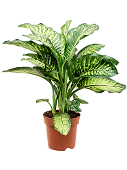 Lush Leopard Lily Dieffenbachia seguine 'Maroba' Indoor House Plants