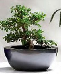 Christina Bowl Traditional GRP Planter