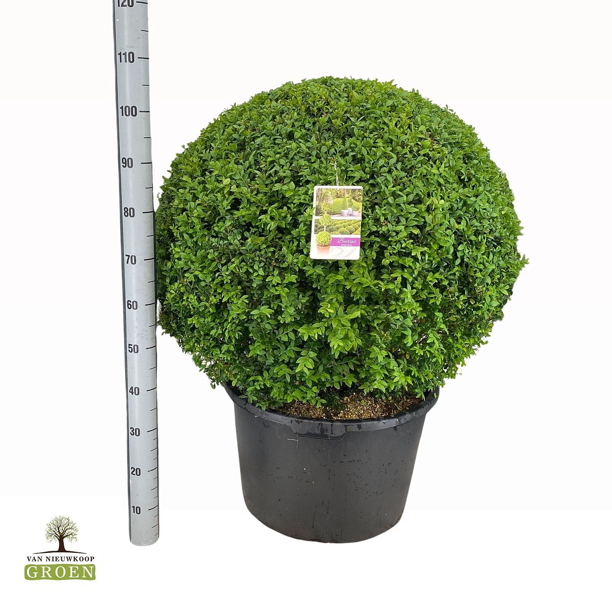 Buxus sempervirens Bol 60
