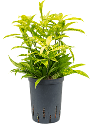 Cheerful Dragon Tree Dracaena surculosa 'Mike' Indoor House Plants