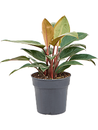 Lush Heart-Leaf Philodendron 'Red Beauty' Indoor House Plants