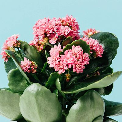 Blooming Kalanchoes Maxi in LECHUZA BALCONERA Cottage Self-watering Planter, Total Height 40 cm