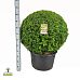 Buxus sempervirens Bol 60