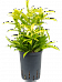 Cheerful Dragon Tree Dracaena surculosa 'Mike' Indoor House Plants