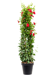 Colorful Brazilian Jasmine Dipladenia / Mandevilla red Indoor House Plants