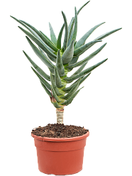 Easy-Care Quiver Tree Aloe dichotoma Tall Indoor House Plants Trees