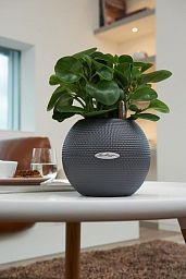 LECHUZA PURO Color Round Poly Resin Self-watering Planter