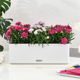 LECHUZA CUBE Color Triple Trough Poly Resin Self-watering Planter