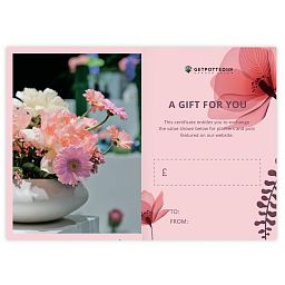 Gift Certificate at Any Price