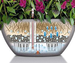 Peperomia in LECHUZA CUBETO Stone Self-watering Planter, Total Height 25 cm