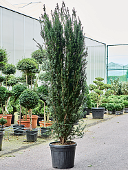 Taxus baccata 'Overeynderi'