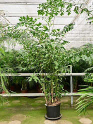 Lush Fishtail Palm Caryota mitis Indoor House Plants