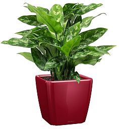 Aglaonema Maria in LECHUZA QUADRO LS Self-watering Planter, Total Height 60 cm