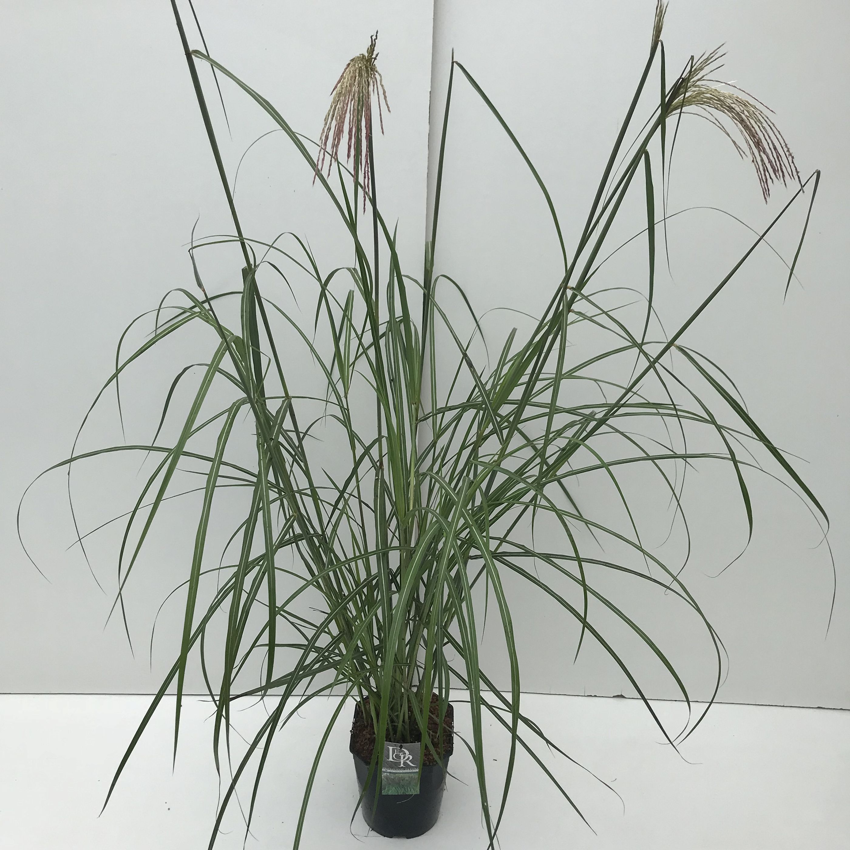 Miscanthus sinensis 'Malepartus'