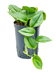 Lush Heart-Leaf Philodendron 'Metal Green' Indoor House Plants