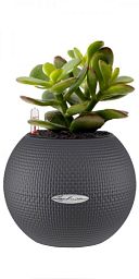 Crassula Ovata Money Plant in LECHUZA-PURO Self-watering Planter, Total Height 30 cm