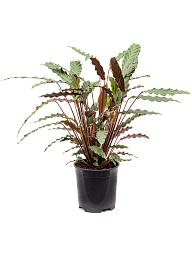 Elegant Peacock Plant Calathea rufibarba 'Wavestar' Indoor House Plants