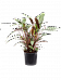 Elegant Peacock Plant Calathea rufibarba 'Wavestar' Indoor House Plants