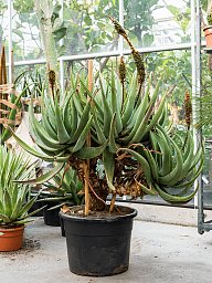 Aloe castanea