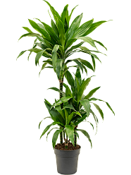 Impressive Corn Plant Dracaena fragrans 'Janet Craig' Tall Indoor House Plants Trees