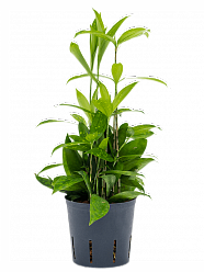 Dracaena surculosa W60 H(150-190) cm Live Plant, Potsize D30 cm