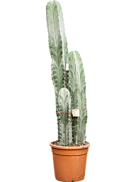 Easy-Care Gray Ghost Cactus Stenocereus pruinosus Indoor House Plants