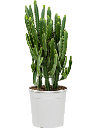 Showy African Milk Tree Euphorbia triangularis Indoor House Plants