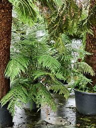 Lush Soft Tree Fern Dicksonia antarctica Tall Indoor House Plants Trees