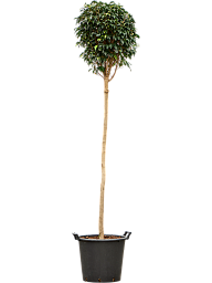 Lush Weeping Fig Ficus benjamina 'Danielle' Indoor House Plants