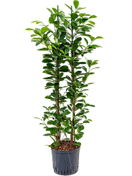 Lush Chinese Banyan Ficus microcarpa 'Moclame' Indoor House Plants