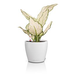 LECHUZA CLASSICO Color Round Poly Resin Self-watering Planter