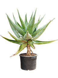 Majestic Mountain Aloe marlothii