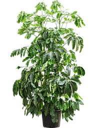 Cheerful Umbrella Tree Schefflera actinophylla 'Amate' Indoor House Plants