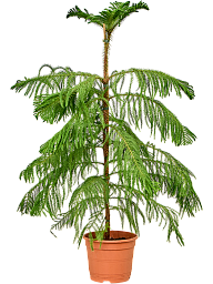 Norfolk Island Pine Araucaria heterophylla