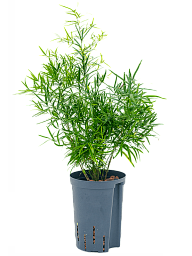 Lush Sicklethorn Asparagus falcatus Indoor House Plants