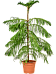 Norfolk Island Pine Araucaria heterophylla