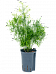 Lush Sicklethorn Asparagus falcatus Indoor House Plants