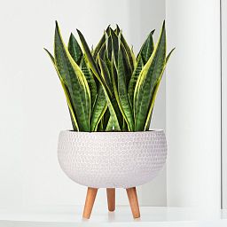 IDEALIST Lite Honeycomb Style Bowl Planter on Legs, Round Pot Plant Stand Indoor