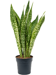 Fabulous Snake Plant Sansevieria masoniana 'Dragon' Indoor House Plants
