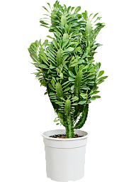 Easy-Care African Milk Tree Euphorbia trigona Indoor House Plants