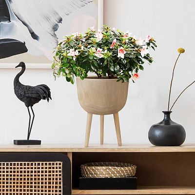 HORTICO GAIA Wooden House Planter with Legs, Tall Indoor Plant Pot Stand with Waterproof Liner