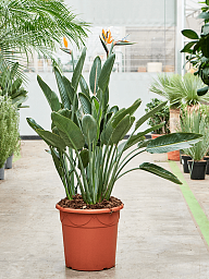 Tropical Bird of Paradise White Strelitzia Reginae Indoor House Plants